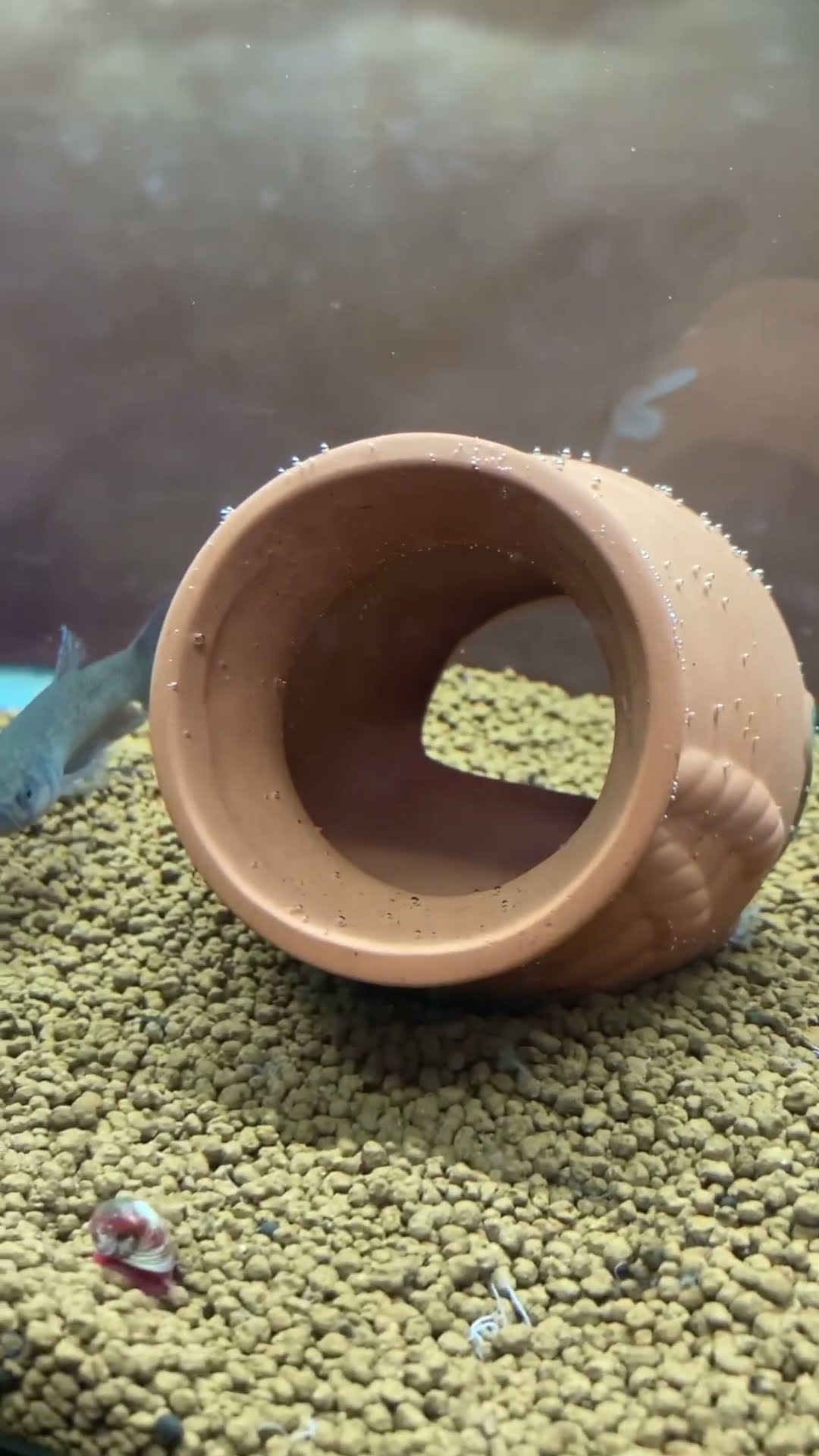 ベタ マクロストマ